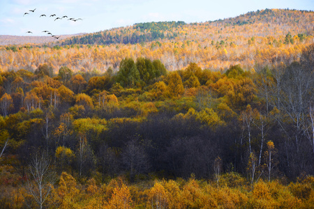晚秋-大兴安岭-原始森林-色彩-自然 图片素材