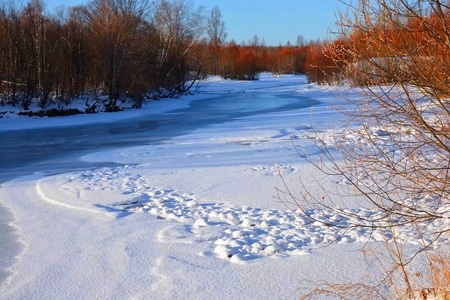 雪景-北国风光-冰-红柳-自然 图片素材