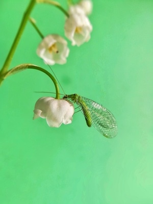 手机微距-铃兰-六月-花草-七星瓢虫 图片素材