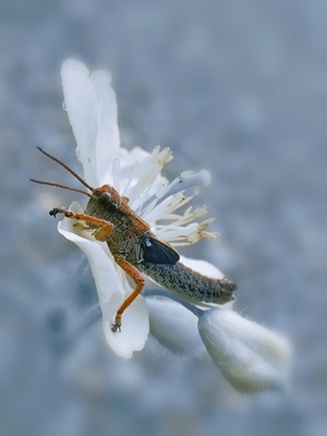 手机微距-昆虫-蚂蚱-自然-六月 图片素材