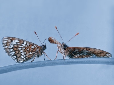 手机微距-昆虫-蝴蝶-爱情-自然 图片素材