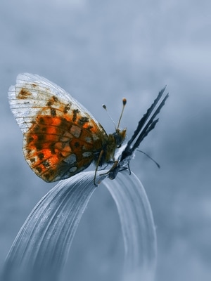 手机微距-昆虫-蝴蝶-自然-六月 图片素材