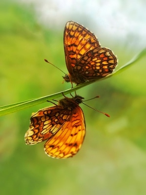手机微距-昆虫-蝴蝶-六月-夏天 图片素材