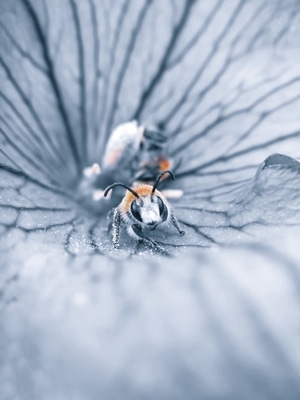 手机微距-昆虫-蜜蜂-夏天-大兴安岭 图片素材