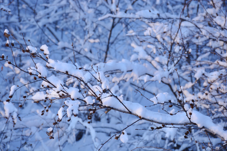 雪-晚秋-十月-自然-色彩 图片素材