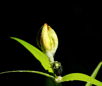 大兴安岭-七月-植物-野百合-含苞待放 图片素材
