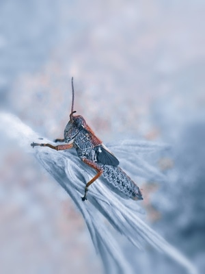 手机微距-昆虫-蚂蚱-自然-六月 图片素材