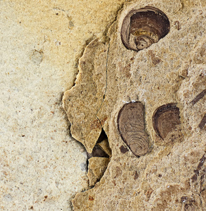 动物-艺术底纹-静物-昆虫-中画幅 图片素材