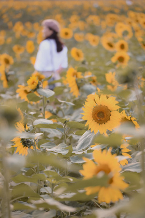 向日葵-花-植物-花-花朵 图片素材