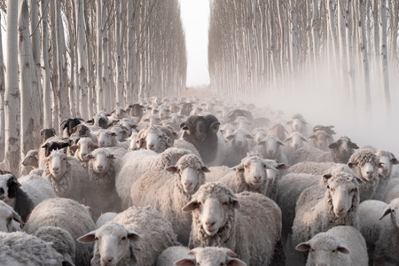新疆-旅行-羊-动物-羊群 图片素材