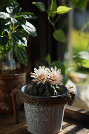 夏日-静物摄影-日常-记录生活-鲜花 图片素材