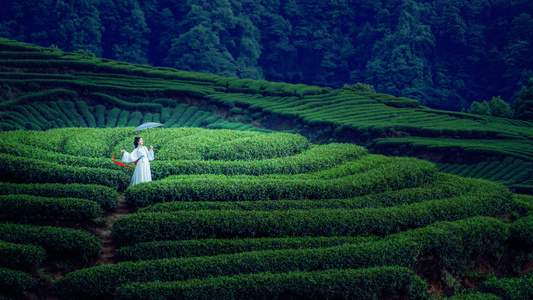 中国元素-中国风-环境人像-茶山-茶山 图片素材