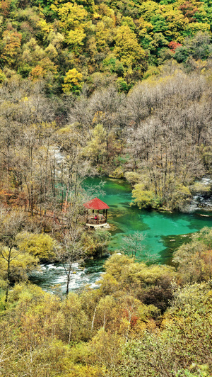 秋色-阿坝州-藏区-川西-风光 图片素材