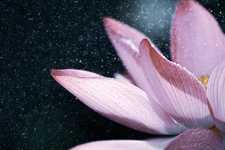 haida滤镜签约-张家界市-花-花瓣-花朵 图片素材
