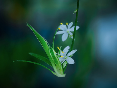 植物-野外-花-花朵-花卉 图片素材