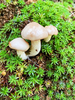 大理白族自治州-秋色-蜜蜂像素首发-苍山-手机摄影 图片素材