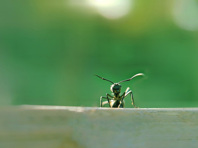 舟山市-昆虫-手机微距-蚂蚁-昆虫 图片素材