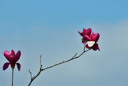 自然-花卉-公园随拍-花-花朵 图片素材