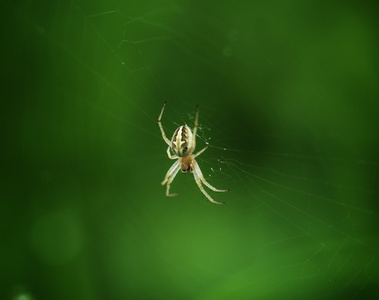 随拍-微距-昆虫-蜘蛛🕷️-蜘蛛 图片素材