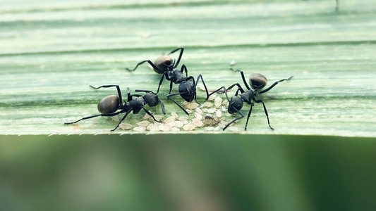 昆虫总动员-聚餐-昆虫-蚂蚁-叶子 图片素材