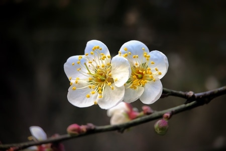 手机微距-寒梅-花-花朵-花卉 图片素材