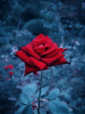 红玫瑰-花草植物-花卉-花朵-植物 图片素材