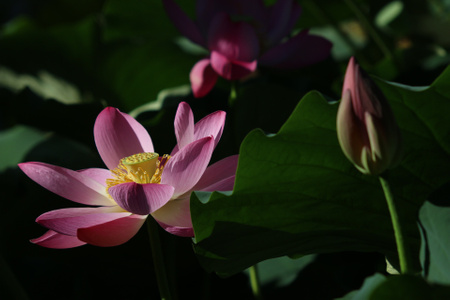 村庄-色彩-澜沧江-花-花朵 图片素材