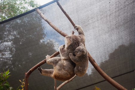 澳洲-考拉-动物-考拉-树袋熊 图片素材