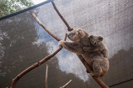 澳洲-考拉-动物-考拉-树袋熊 图片素材
