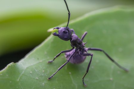 蚂蚁-虫子-昆虫-微观-微距 图片素材