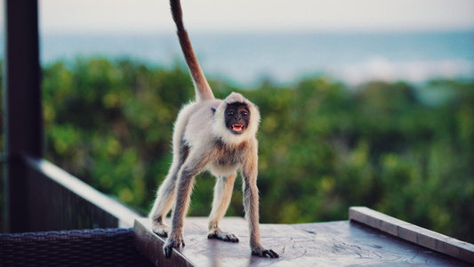 动物园-腾空-活力-动感-猴子 图片素材