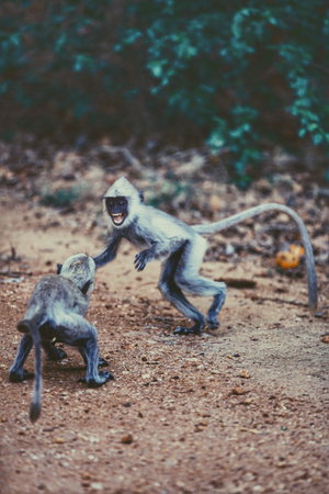 动物园-腾空-活力-动感-猴子 图片素材
