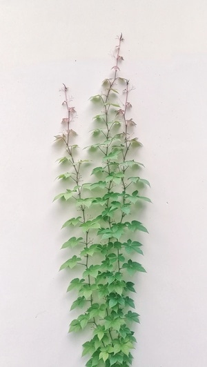 春天-手机-电脑传图-植物-园林 图片素材