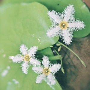 草木-花园-花-花朵-花卉 图片素材