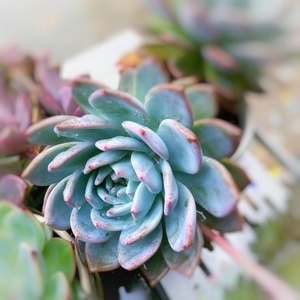电脑传图-植物-手机-园林-春天 图片素材