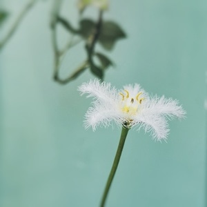 草木-花园-花-花朵-花卉 图片素材
