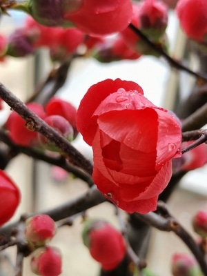 花园-草木-花朵-花卉-花 图片素材