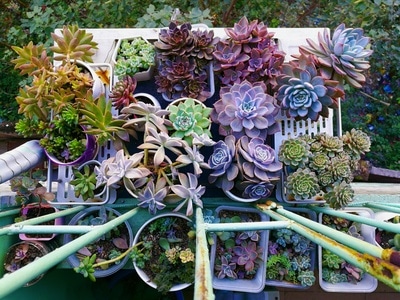 手机-园林-植物-电脑传图-多肉 图片素材