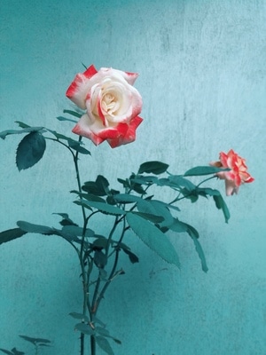 草木-花园-景观-花-花朵 图片素材