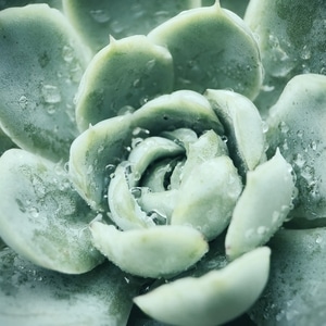 水-电脑传图-手机-园林-植物 图片素材