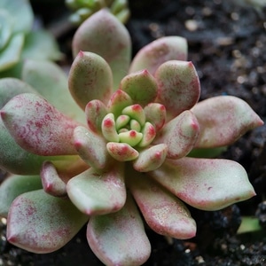 绿叶-春天-植物-园林-光 图片素材