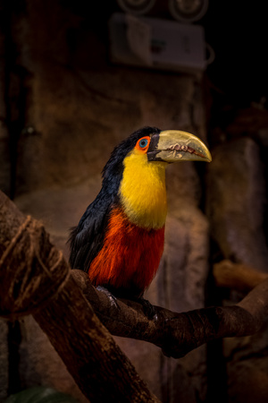 生而自由-散落的色彩-鸟-鸟类-动物 图片素材