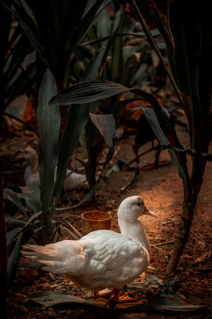 生而自由-散落的色彩-动物-鸭-家禽 图片素材