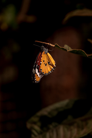 生而自由-散落的色彩-蝴蝶-昆虫-动物 图片素材