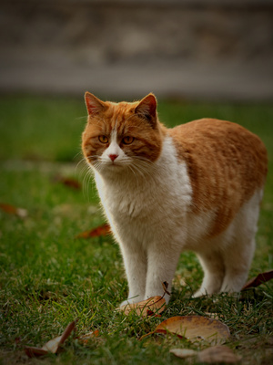 可爱-小动物-猫-猫咪-动物 图片素材