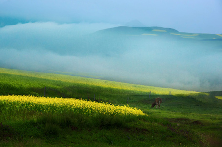 油菜花-风景-风光-风光-风景 图片素材