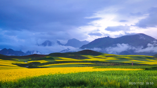 海北藏族自治州-油菜花-风景-风光-卓尔山 图片素材