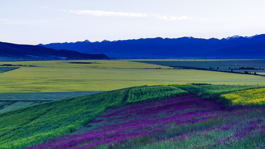 海北藏族自治州-风光-风景-油菜花海-花海 图片素材