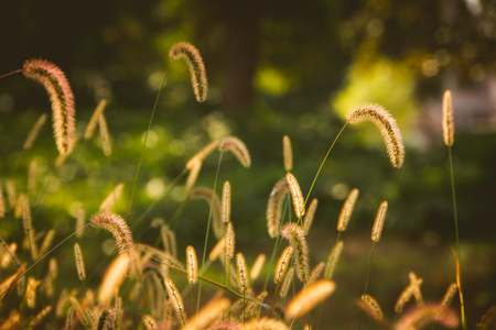 植物-狗尾巴草-野草-逆光-自然 图片素材