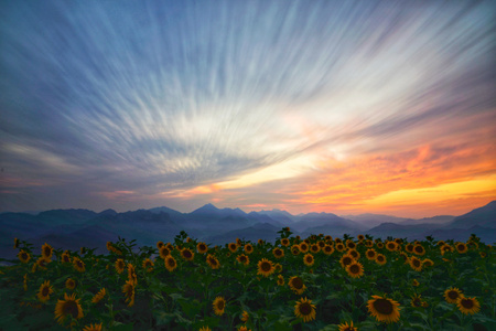 兑垟-温州-索尼-向日葵-风景 图片素材